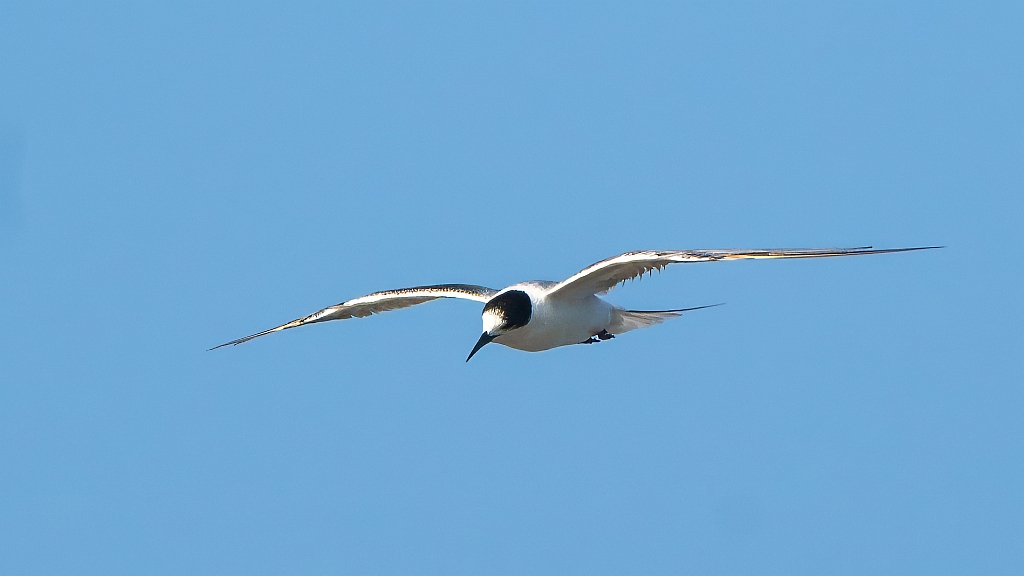 Common Tern